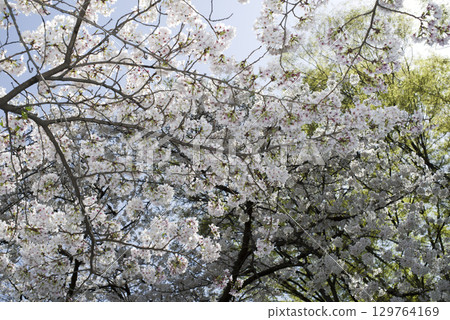 The Somei Yoshino cherry blossoms are in full bloom under the blue sky. The Somei Yoshino cherry blossoms are in full bloom under the blue sky. 129764169