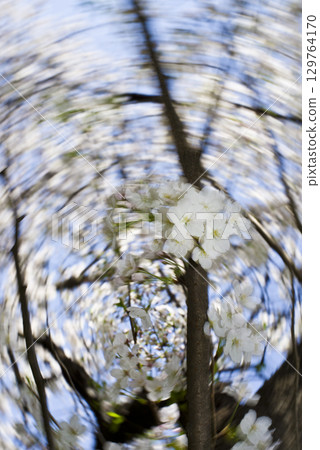The Somei Yoshino cherry blossoms are in full bloom under the blue sky. 129764170