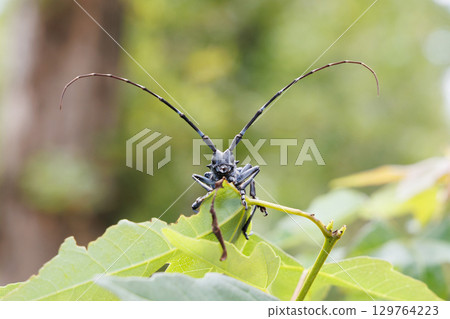 A long-horned beetle resting on a leaf 129764223
