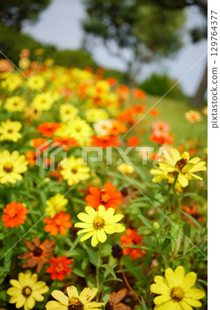 充滿黃色和橙色花朵的美麗花壇 129764377