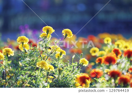 萬壽菊盛開的花壇 129764419