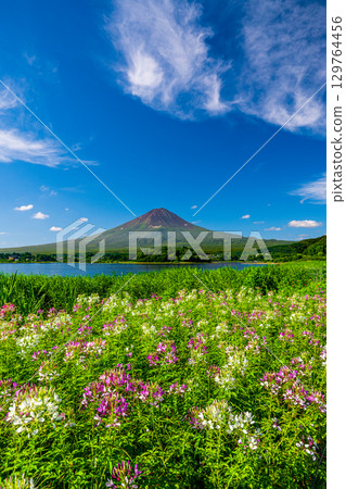 大石公園的富士山與醉蝶花 大石公園的富士山與醉蝶花 129764456