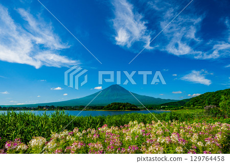 大石公園的醉蝶花花田和夏日富士山 129764458