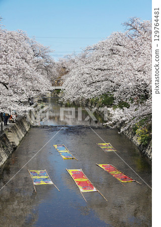 Cherry blossoms, Iwakura City, Cherry Blossom Festival, Gojo River, Aichi Prefecture Cherry blossoms, Iwakura City, Cherry Blossom Festival, Gojo River, Aichi Prefecture 129764481