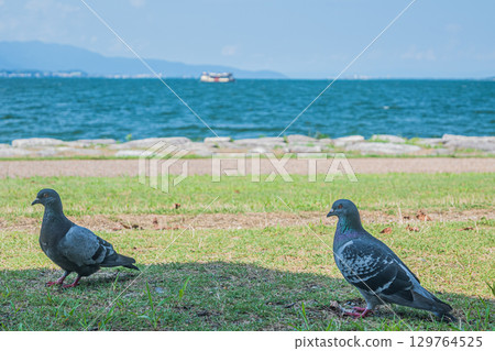 Pigeons (Feral pigeons) on the shores of Lake Biwa 129764525