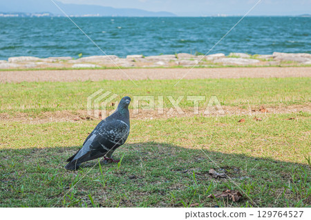 Pigeons (Feral pigeons) on the shores of Lake Biwa 129764527
