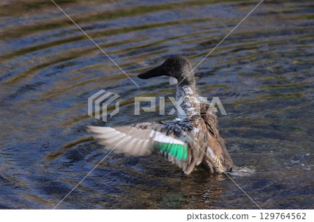 Northern Shoveler Flapping its Wings Northern Shoveler Flapping its Wings 129764562