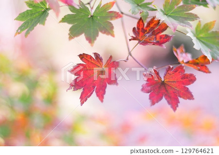 A cute maple with autumn leaves A cute maple with autumn leaves 129764621