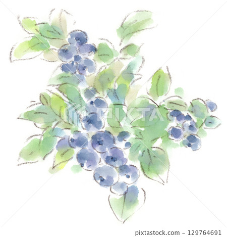 夏季植物、藍色和成熟藍莓的水彩插圖 夏季植物、藍色和成熟藍莓的水彩插圖 129764691