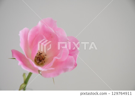 白色背景上的粉紅色可愛玫瑰 129764911