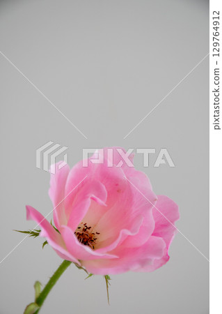 Pink cute rose on white background 129764912