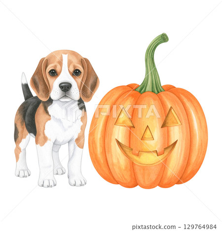Watercolor illustration of a large pumpkin and a beagle puppy 1 / Material for flyers and posters Watercolor illustration of a large pumpkin and a beagle puppy 1 / Material for flyers and posters 129764984