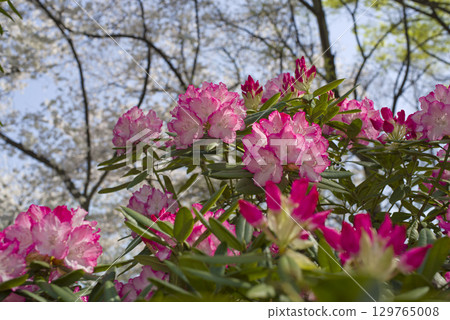 Rhododendrons are in full bloom in the rhododendron garden. Rhododendrons are in full bloom in the rhododendron garden. 129765008