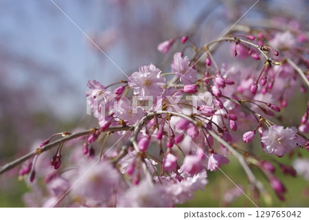 櫻花在藍天下綻放 129765042