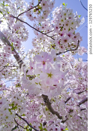 A view of Somei Yoshino cherry blossoms in full bloom under a blue sky. 129765250