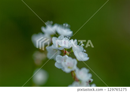 Shirobana Sakura Tade on the Yasuragi Embankment of the Shinano River 129765275