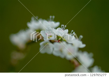Shirobana Sakura Tade on the Yasuragi Embankment of the Shinano River 129765277