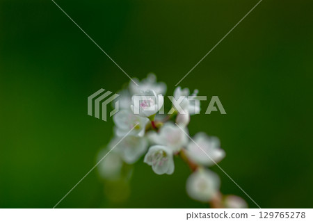 Shirobana Sakura Tade on the Yasuragi Embankment of the Shinano River 129765278