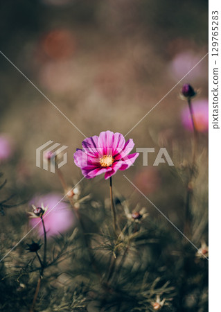 Photo of cosmos with blurred background 129765283