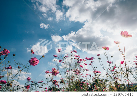 從下方拍攝的宇宙與藍天 129765415