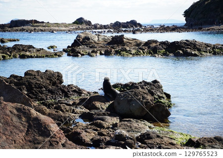 Seals of Tsumekizaki 129765523