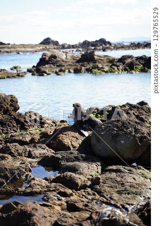 妻子木崎的印章 129765529