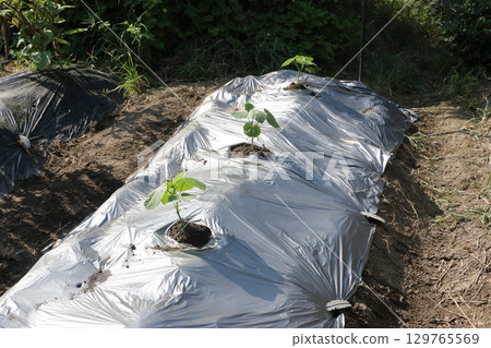 Planting autumn cucumbers in a home garden Planting autumn cucumbers in a home garden 129765569