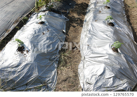 Planting autumn cucumbers in a home garden Planting autumn cucumbers in a home garden 129765570