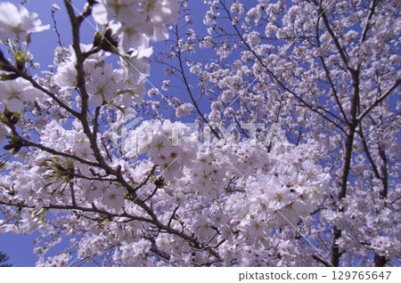 Cherry blossoms in full bloom under a blue sky. 129765647