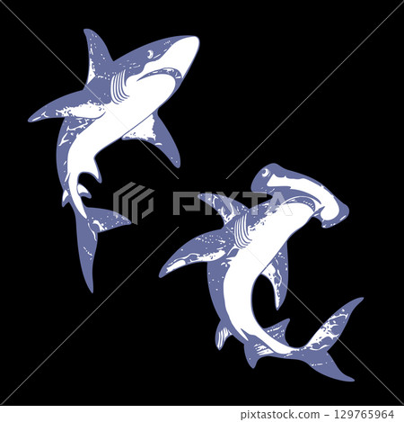 Illustration of a powerfully swimming shark, Illustration of a powerfully swimming shark, 129765964