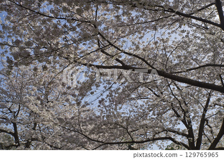 A view of Somei Yoshino cherry blossoms in full bloom under a blue sky. 129765965