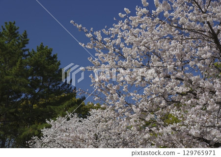 藍天白雲下盛開的染井吉野櫻花的景色。 藍天白雲下盛開的染井吉野櫻花的景色。 129765971