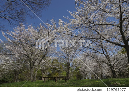 藍天白雲下盛開的染井吉野櫻花的景色。 129765977