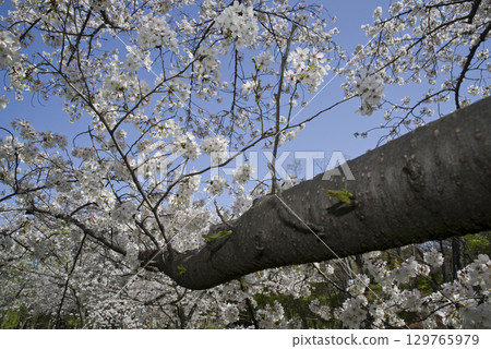 藍天白雲下盛開的染井吉野櫻花的景色。 129765979