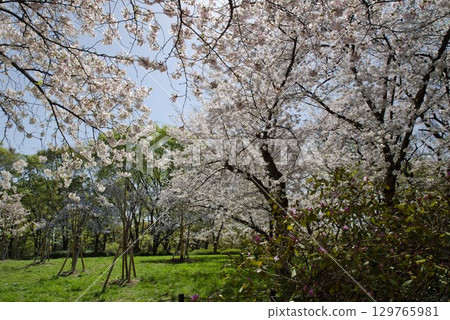 A view of Somei Yoshino cherry blossoms in full bloom under a blue sky. 129765981