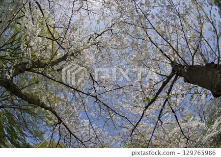 A view of Somei Yoshino cherry blossoms in full bloom under a blue sky. 129765986