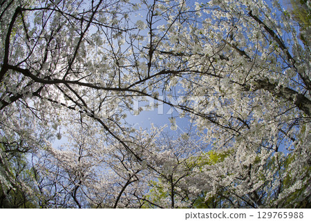 A view of Somei Yoshino cherry blossoms in full bloom under a blue sky. 129765988