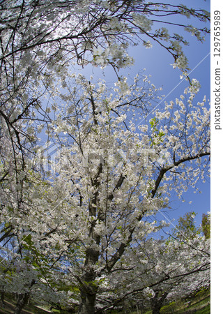 A view of Somei Yoshino cherry blossoms in full bloom under a blue sky. 129765989