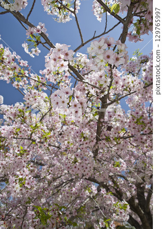 A view of Somei Yoshino cherry blossoms in full bloom under a blue sky. A view of Somei Yoshino cherry blossoms in full bloom under a blue sky. 129765997