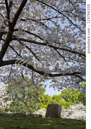 藍天白雲下盛開的染井吉野櫻花的景色。 129766208