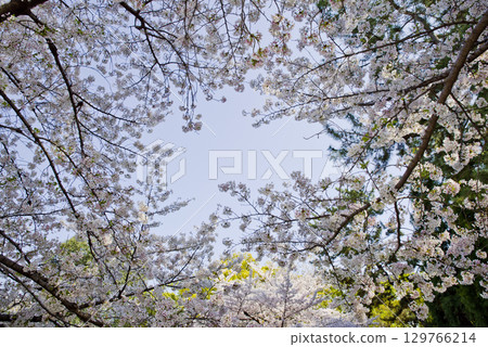A view of Somei Yoshino cherry blossoms in full bloom under a blue sky. 129766214