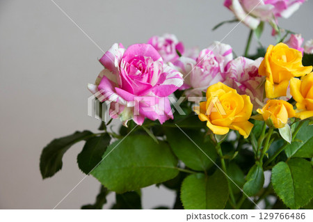 Colorful Roses Colorful Roses 129766486