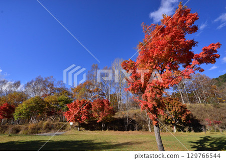 Autumn leaves shining in autumn clouds 129766544
