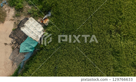 Aerial view of a water pump while transfer water into rice field. This can be used to transfer water from one place to be used for drinking water or irrigation. 129766633