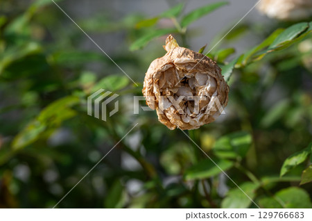 Dry rose flower on rose tree. Dry rose problem including insufficient water, improper soil conditions, pest or disease issues, or even physical damage to the stem or roots. Dry rose flower on rose tree. Dry rose problem including insufficient water, improper soil conditions, pest or disease issues, or even physical damage to the stem or roots. 129766683