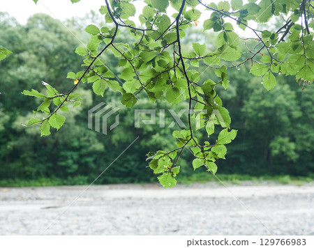 Azusa River and fresh greenery in the coastal forest in Kamikochi on a rainy day Azusa River and fresh greenery in the coastal forest in Kamikochi on a rainy day 129766983