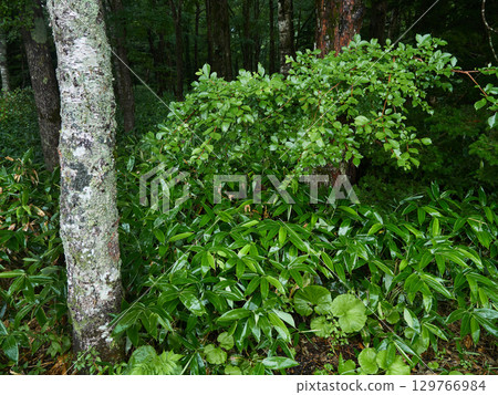 Kamikochi forest scenery, a tourist attraction on a rainy summer day Kamikochi forest scenery, a tourist attraction on a rainy summer day 129766984