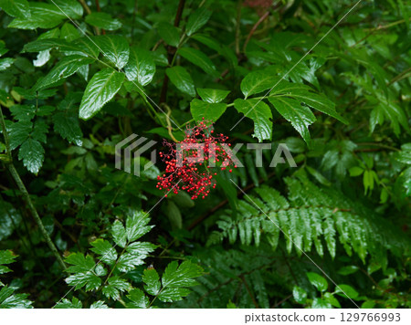 A landscape of green leaves and red fruit in the primeval forest of Kamikochi, a tourist attraction, on a rainy summer day A landscape of green leaves and red fruit in the primeval forest of Kamikochi, a tourist attraction, on a rainy summer day 129766993