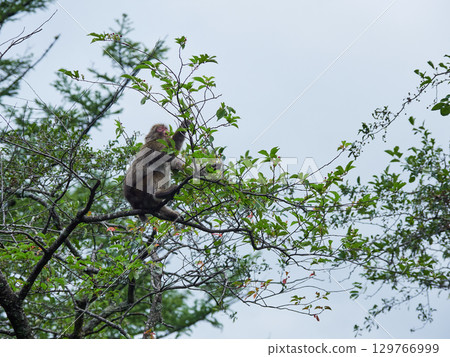 夏季熱門旅遊景點上高地的可愛日本猴子 129766999