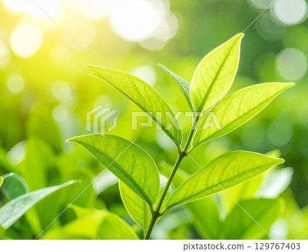 Fresh green leaves on a sunny day in the forest, a vibrant closeup of natural growth and summer beauty Fresh green leaves on a sunny day in the forest, a vibrant closeup of natural growth and summer beauty 129767403